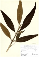 藏品(揚波)的圖片